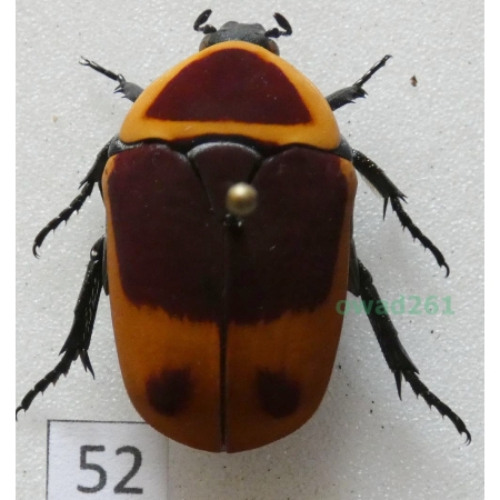 Pachnoda marginata peregrina Kolbe, 1906 ex. ovo Czad52